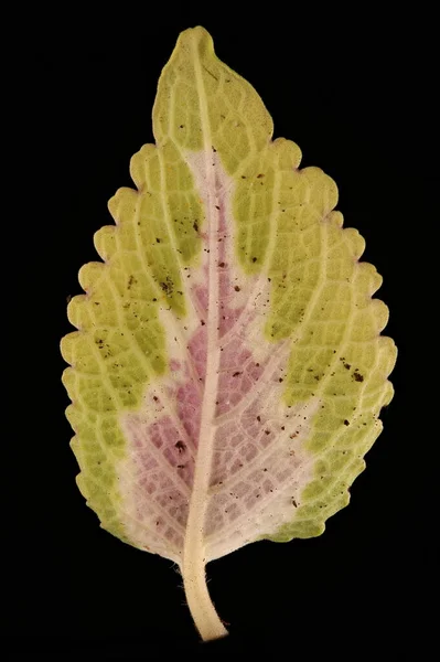 Painted Nettle Plectranthus Scutellarioides Leaf Closeup — Stock Photo, Image