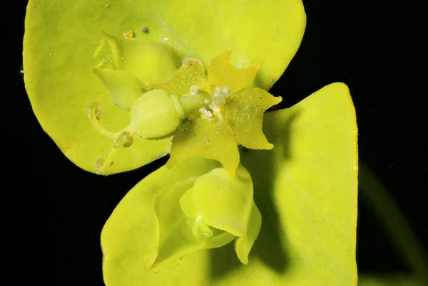 Leafy Spurge Euphorbia Virgata Cyathia Cleup — стоковое фото