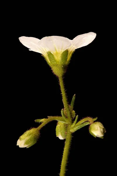 Frumento Sassofago Cesellato Saxifraga Cespitosa Infiorescenza Primo Piano — Foto Stock