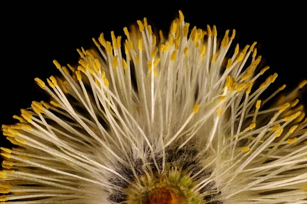 Saule Chèvre Salix Caprea Inflorescence Mâle Détail Gros Plan — Photo