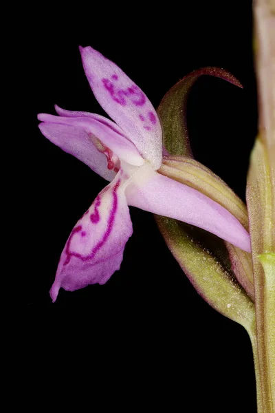 Korai Mocsári Orchidea Dactylorhiza Incarnata Virágos Közelkép — Stock Fotó