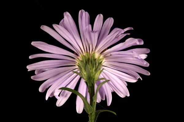 Karışık Michaelmas Daisy Symphyotrichum Novi Belgii Capitulum Kapanış — Stok fotoğraf