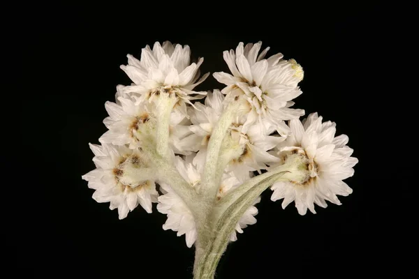 Anaphalis Margaritacea Anaphalis Margaritacea Inflorescence Gros Plan — Photo