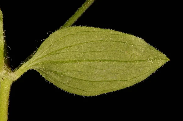 Arenisca Tres Nervios Moehringia Trinervia Primeros Planos Hoja —  Fotos de Stock