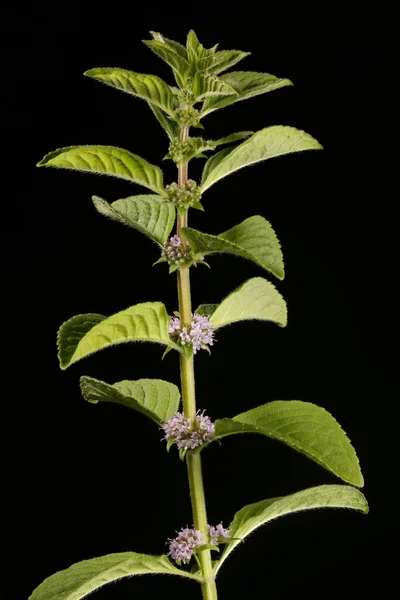 Nane Şekeri (Mentha arvensis). Alışkanlık