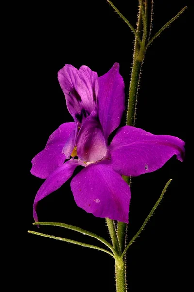 Forking Larkspur Consolida Regalis Dalam Bahasa Inggris Bunga Menutup — Stok Foto