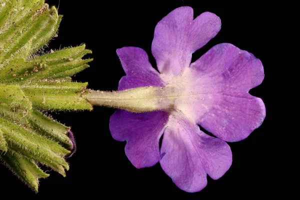 Trädgård Vervain Verbena Hybrida Blomma Närbild — Stockfoto