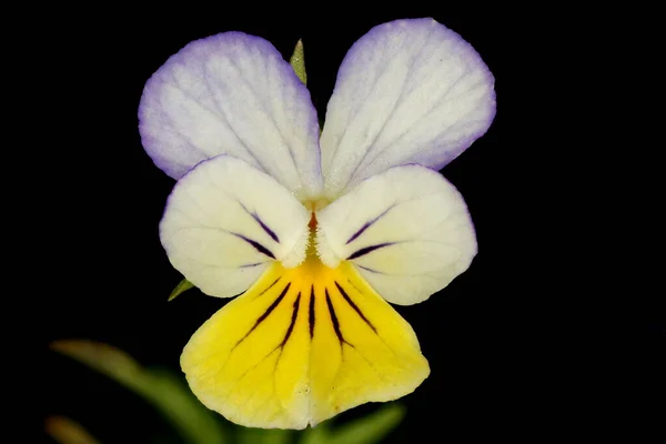 Wild Pansy Viola Tricolor Fecho Flor — Fotografia de Stock