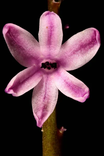 Hyacinth Hyacinthus Orientalis Primer Plano Flor — Foto de Stock