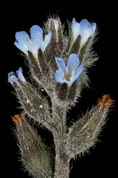 Myosotis Ramosissima 폐쇄적 — 스톡 사진