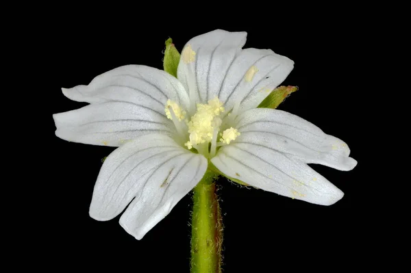 Marsh Willowherb Epilobium Palustre Primer Plano Flor — Foto de Stock