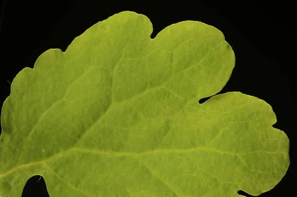 Celandine Maggiore Chelidonium Majus Dettaglio Foglia Primo Piano — Foto Stock