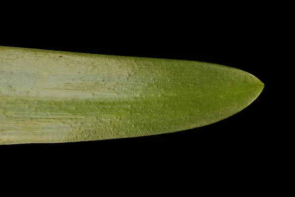ハイブリッド ブルーベル Hyacinothides Masartiana 葉の先端を閉じる — ストック写真