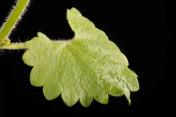 Ground Ivy Glechoma Hederacea Detailní Záběr Listu — Stock fotografie