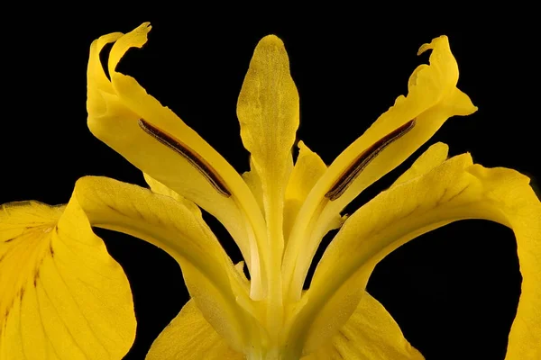 Yellow Iris Iris Pseudacorus Flower Detail Closeup — Stock Photo, Image