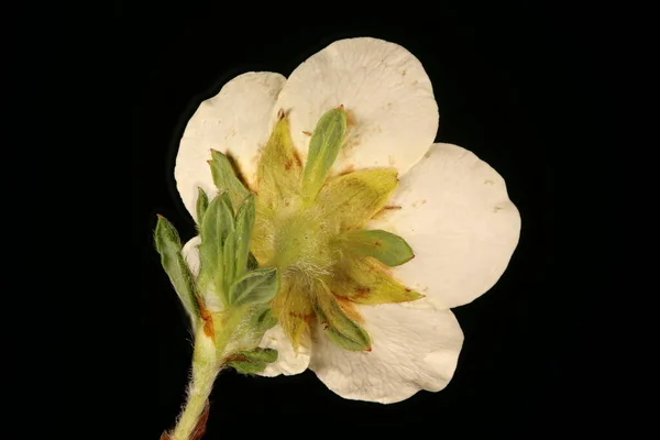 Cinquefoil Davurian Dasiphora Glabrata Kwiat Zbliżenie — Zdjęcie stockowe