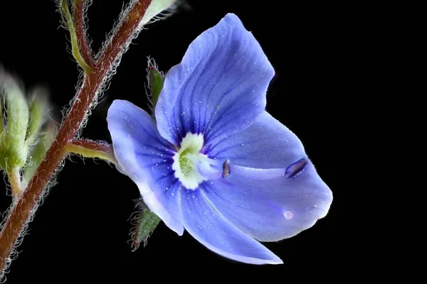 Tyskland Speedwell Veronica Chamaedrys Blomma Närbild — Stockfoto