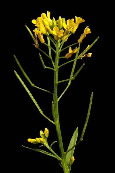 Treacle Mustard Erysimum Cheiranthoides Inflorescence Closeup — Stock Photo, Image