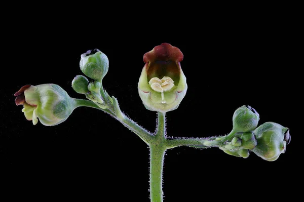 Genel Figwort (Scrophularia nodosa). Enfeksiyon. Yakın çekim.