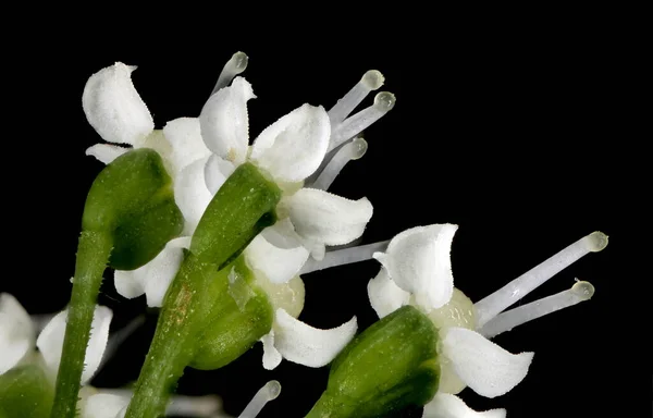 Ground Elder Aegopodium Podagraria Flowers Closeup — Stock Photo, Image