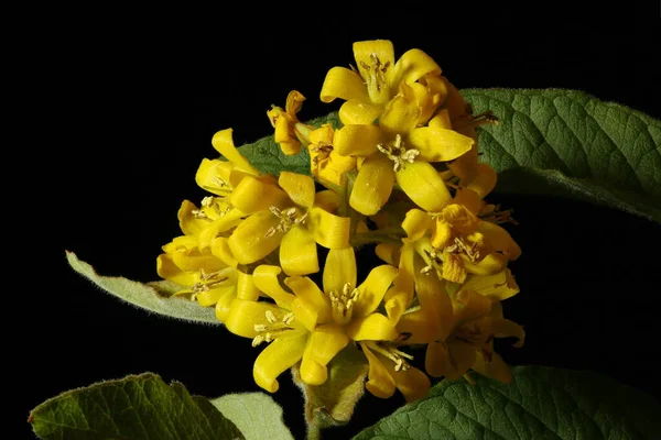 Yellow Loosestrife Lysimachia Vulgaris Inflorescence Closeup — Stock Photo, Image