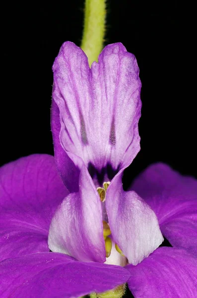 Forking Larkspur Consolida Regalis Detalhe Flor Closeup — Fotografia de Stock
