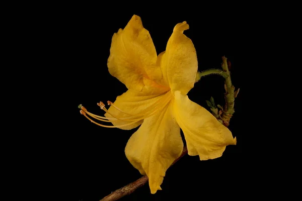Rododendro Ibrido Rhododendron Hybridum Apos Anneke Apos Primo Piano Fiore — Foto Stock