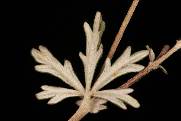 Cinquefoil Plata Potentilla Argentea Primeros Planos Hoja — Foto de Stock