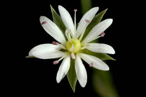 Varrócérna Stellaria Graminea Virágos Közelkép — Stock Fotó