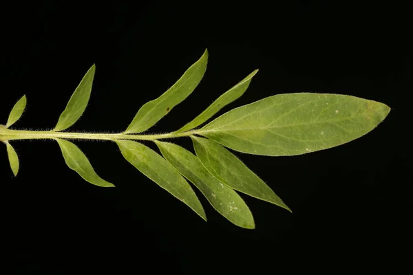 Ledviny Anthyllis Vulneraria Detailní Záběr Listu — Stock fotografie