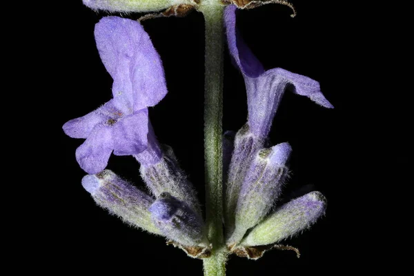 Englisch Lavender Lavandula Angustifolia Infloreszenz Detail Nahaufnahme — Stockfoto