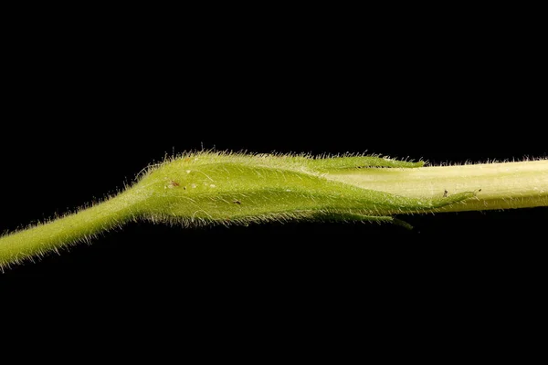 Söt Tobak Nicotiana Alata Calyx Närbild — Stockfoto