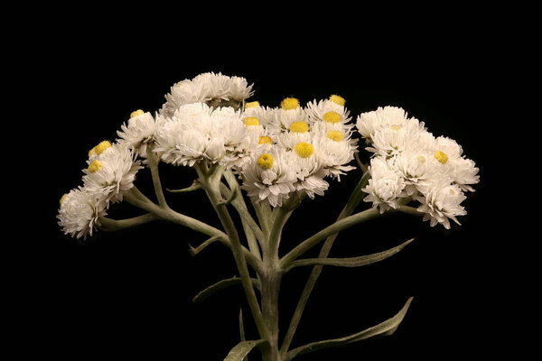 Pearly Everlasting (Anaphalis margaritacea). Inflorescence Closeup