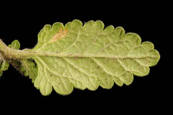 Vervain Zahradní Verbena Hybrida Detailní Záběr Listu — Stock fotografie