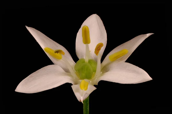 Schnittlauch Allium Ramosum Blume Nahaufnahme — Stockfoto