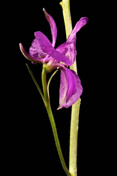 Gabelung Lerchensporn Consolida Regalis Blume Nahaufnahme — Stockfoto