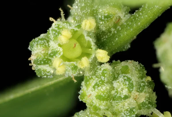 Fat-Hen (Chenopodium albümü). Çiçekler yakın plan