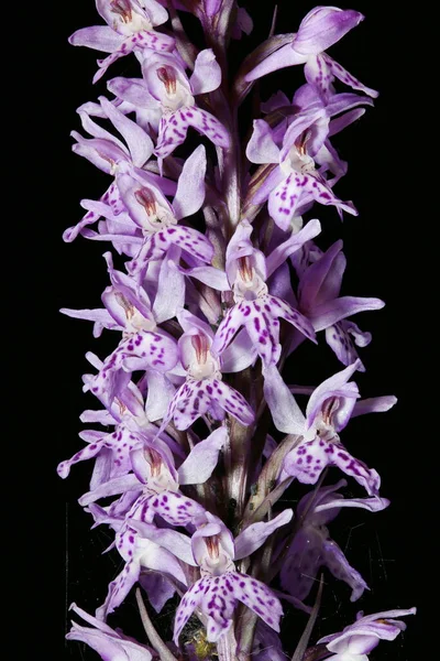 Common Spotted Orchid (Dactylorhiza fuchsii). Inflorescence Detail Closeup