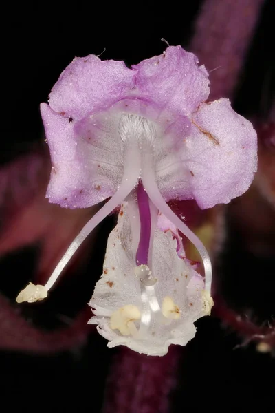 Basílio Ocimum Basilicum Fecho Flor — Fotografia de Stock