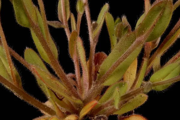 Early Forget Myosotis Ramosissima Basal Leaves Closeup — Stock Photo, Image