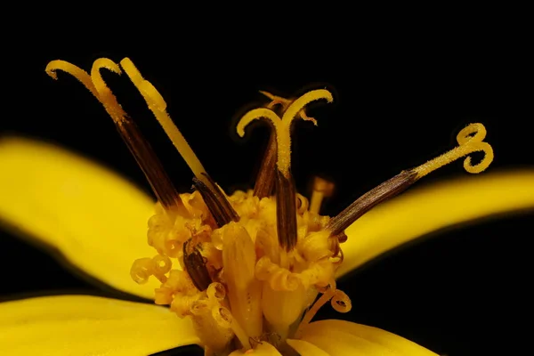 Planta Leopardo Cabeza Estrecha Ligularia Stenocephala Capitulum Detalle Primer Plano — Foto de Stock