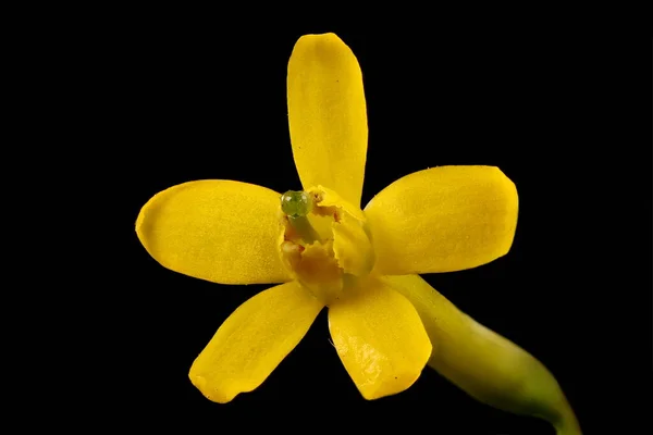 Jostaberry Ribes Nidigrolaria Fecho Flor — Fotografia de Stock