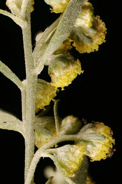 Üröm Artemisia Absinthium Capitula Közelkép — Stock Fotó