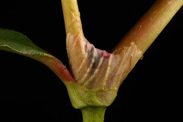 Vöröslábú Persicaria Maculosa Ocrea Közelkép — Stock Fotó