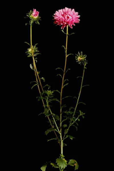 Kínai Aster Callistephus Chinensis Szokás — Stock Fotó