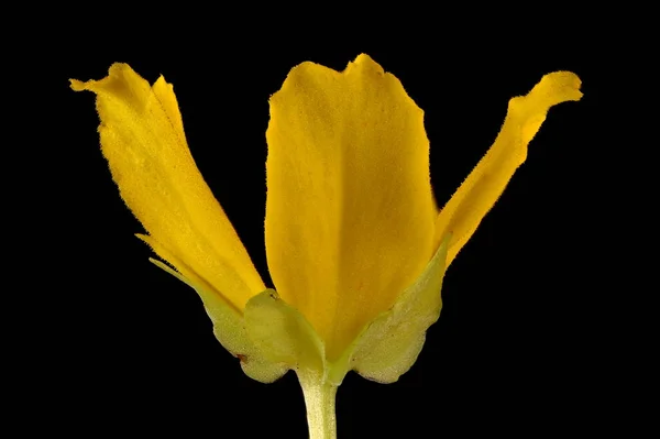 Sürünen Jenny Lysimachia Nummularia Çiçek Kapanışı — Stok fotoğraf