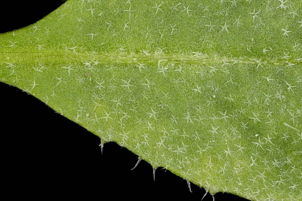 Shepherd Apos Çanta Capsella Bursa Pastoris Yaprak Ayrıntısı Kapatma — Stok fotoğraf