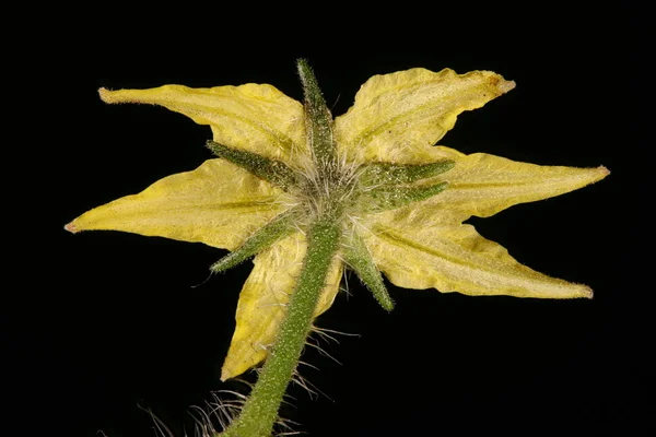 Pomodoro Lycopersicon Esculentum Primo Piano Fiore — Foto Stock