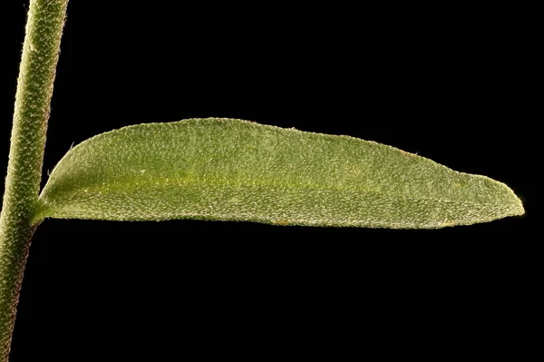 Hoary Alison Berteroa Incana Leaf Closeup — Stock Photo, Image