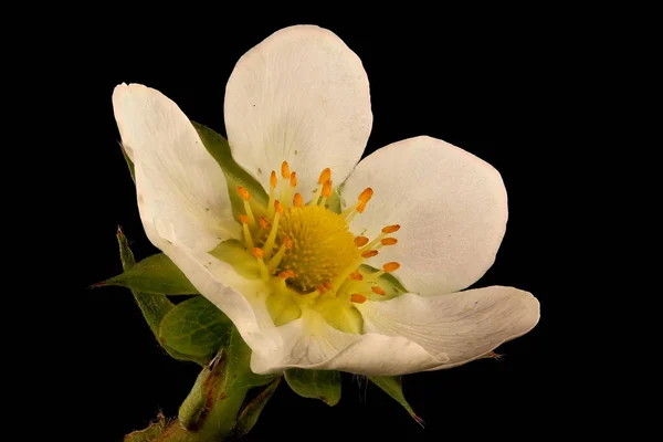 Garten Erdbeere Fragaria Ananassa Blume Nahaufnahme — Stockfoto